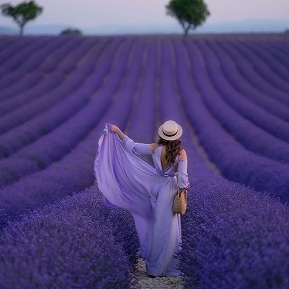 Lavender Colour Dp images for whatsapp