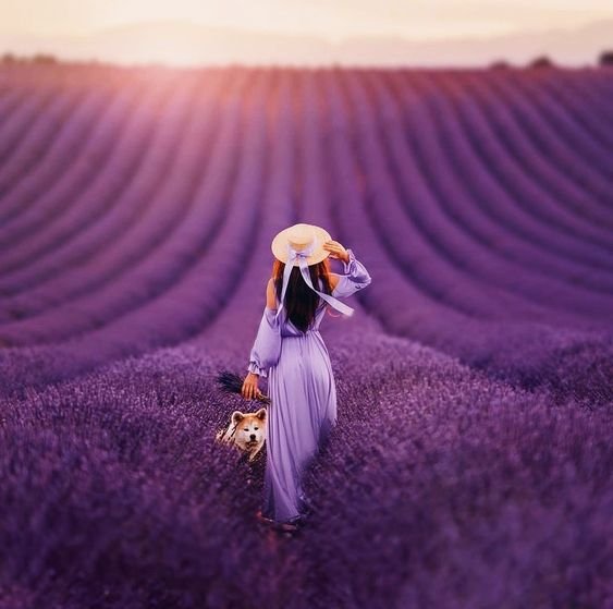 Lavender Colour Dp images for whatsapp