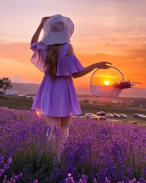 Lavender Colour Whatsapp Dp images