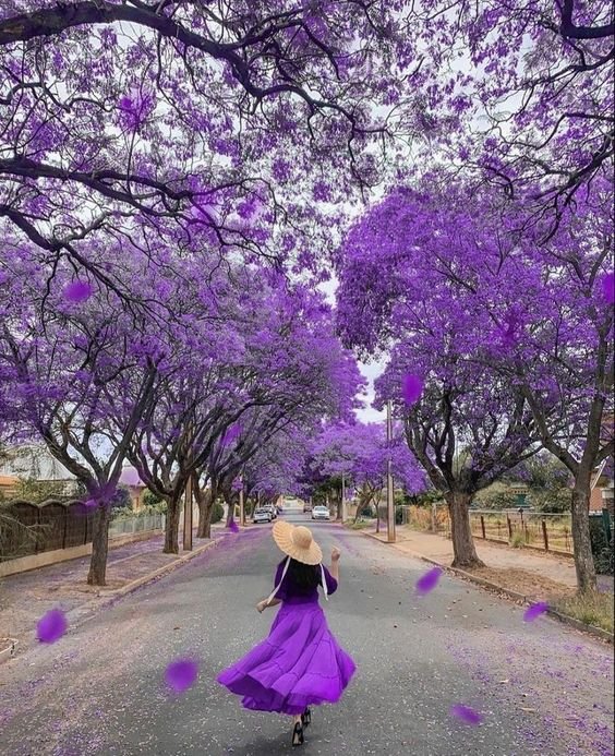 Lavender Colour Whatsapp Dp images