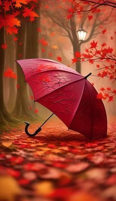 Umbrella Whatsapp Dp images