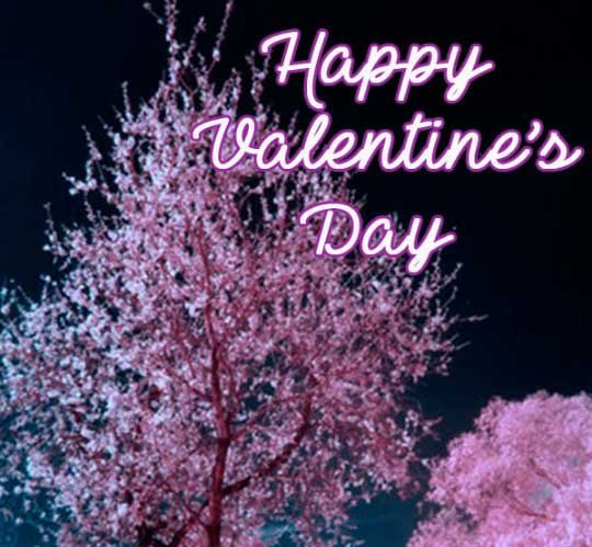 Valentines Day Dp images for Whatsapp